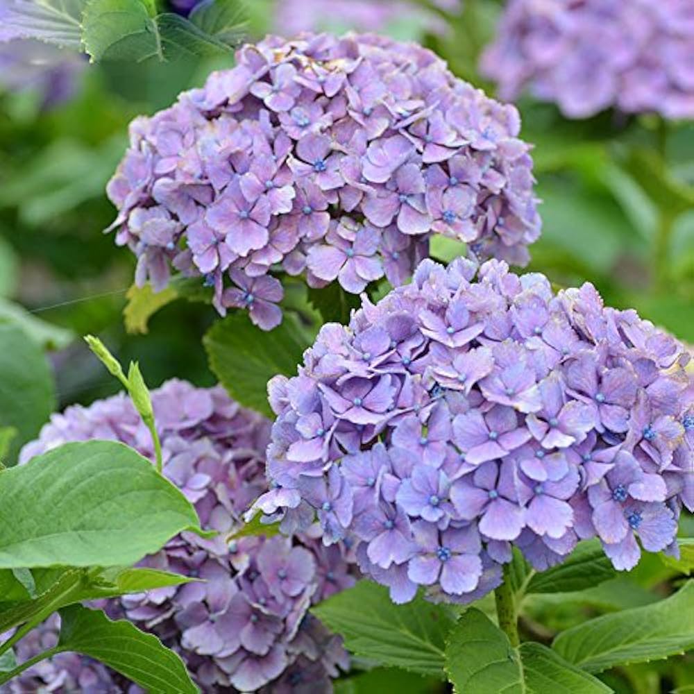 Rainbow Hortensia Blomsterfrø til udplantning - 100 stk