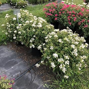 Flower Seeds, Seeds for Planting, Plant Seeds