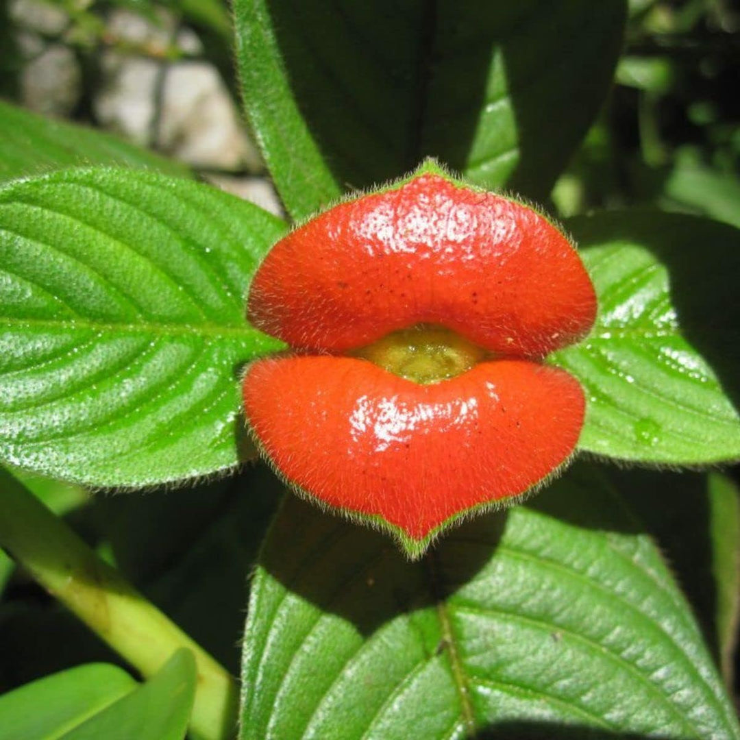 Flower Seeds, Seeds for Planting, Plant Seeds