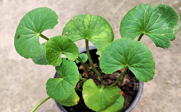 Green Gotu Kola Herb Plant Seeds for Medicinal and Healing Gardens