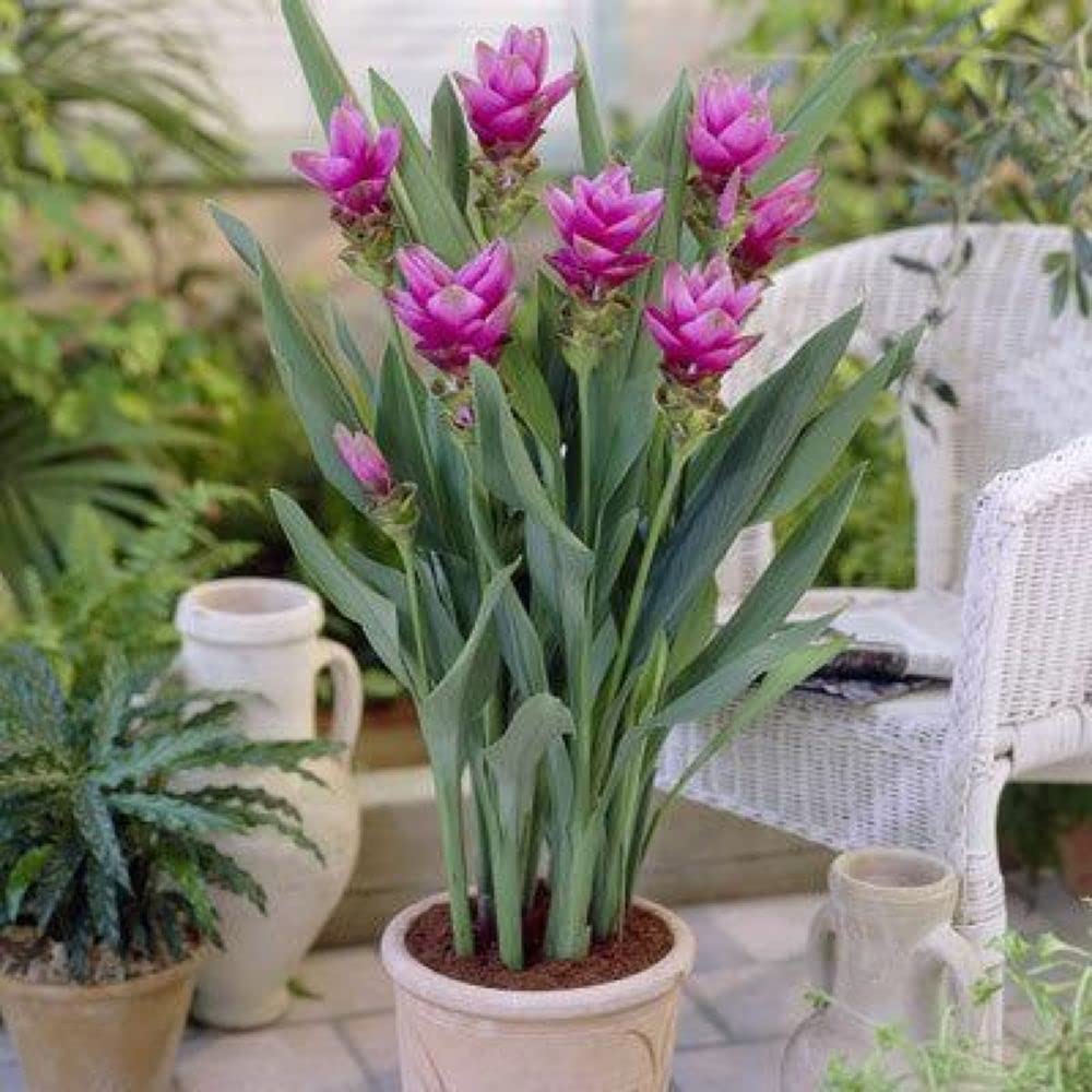Heirloom Non-GMO Curcuma Alismatifolia Flower Seeds for Planting – Exotic Tropical Garden Blooms | High Germination
