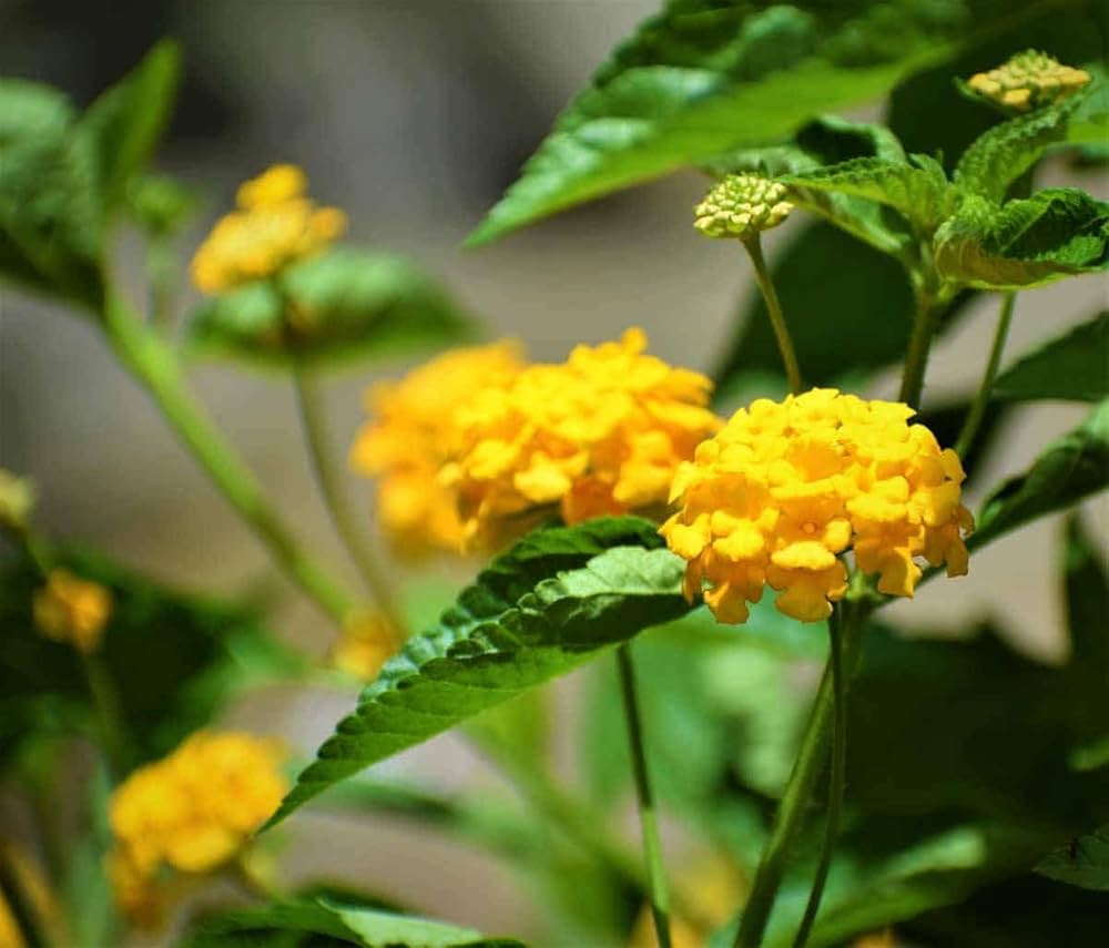 common lantana flower seeds