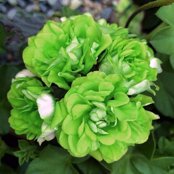 Geranium Blomsterfrø til udplantning - Lysegrøn 100 stk