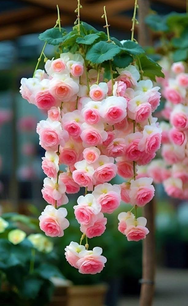 begonia mix flower seeds