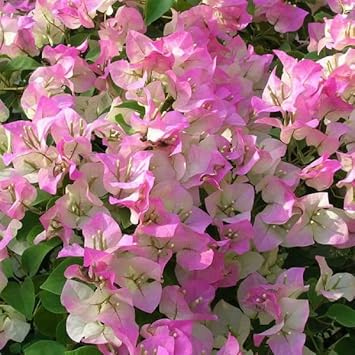 pink white flower seeds