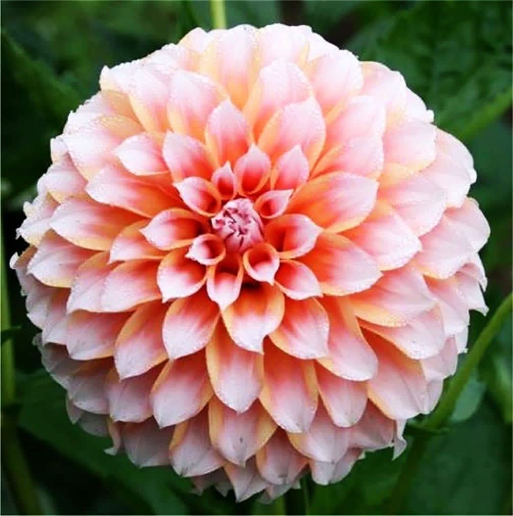 rainbow dahlia flower seeds