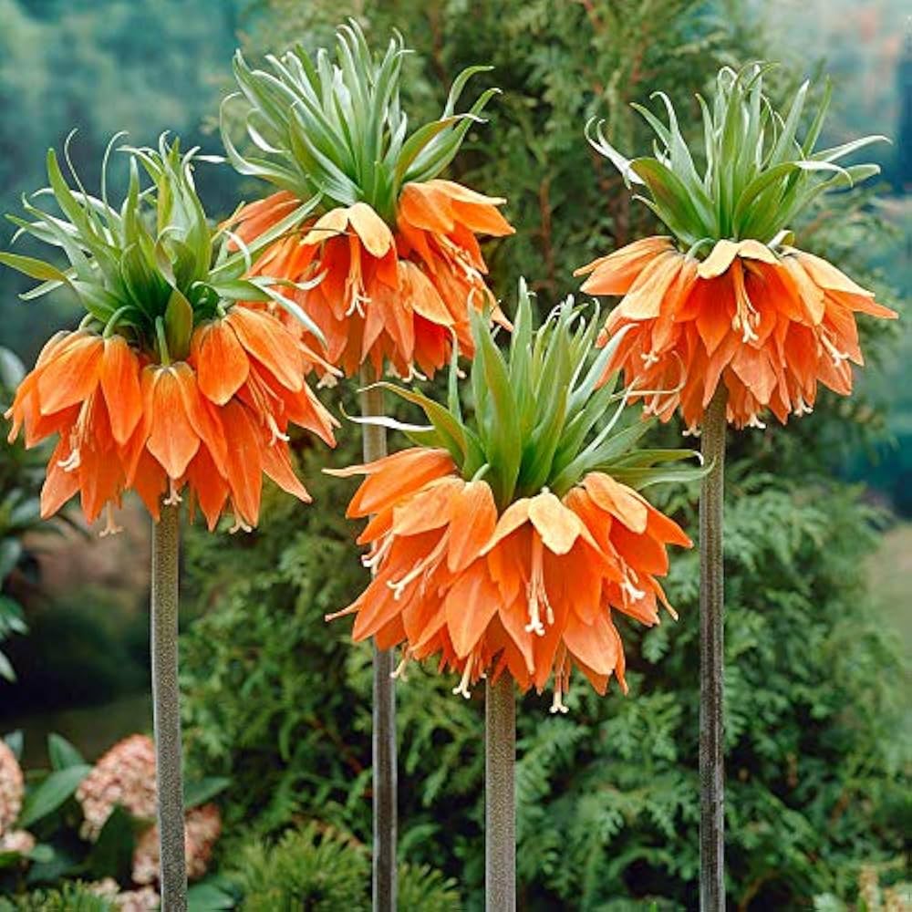 planting fritillaria seeds Heirloom Non-GMO Fritillaria Imperialis Flower Seeds for Planting – Tall Exotic Spring Garden Blooms