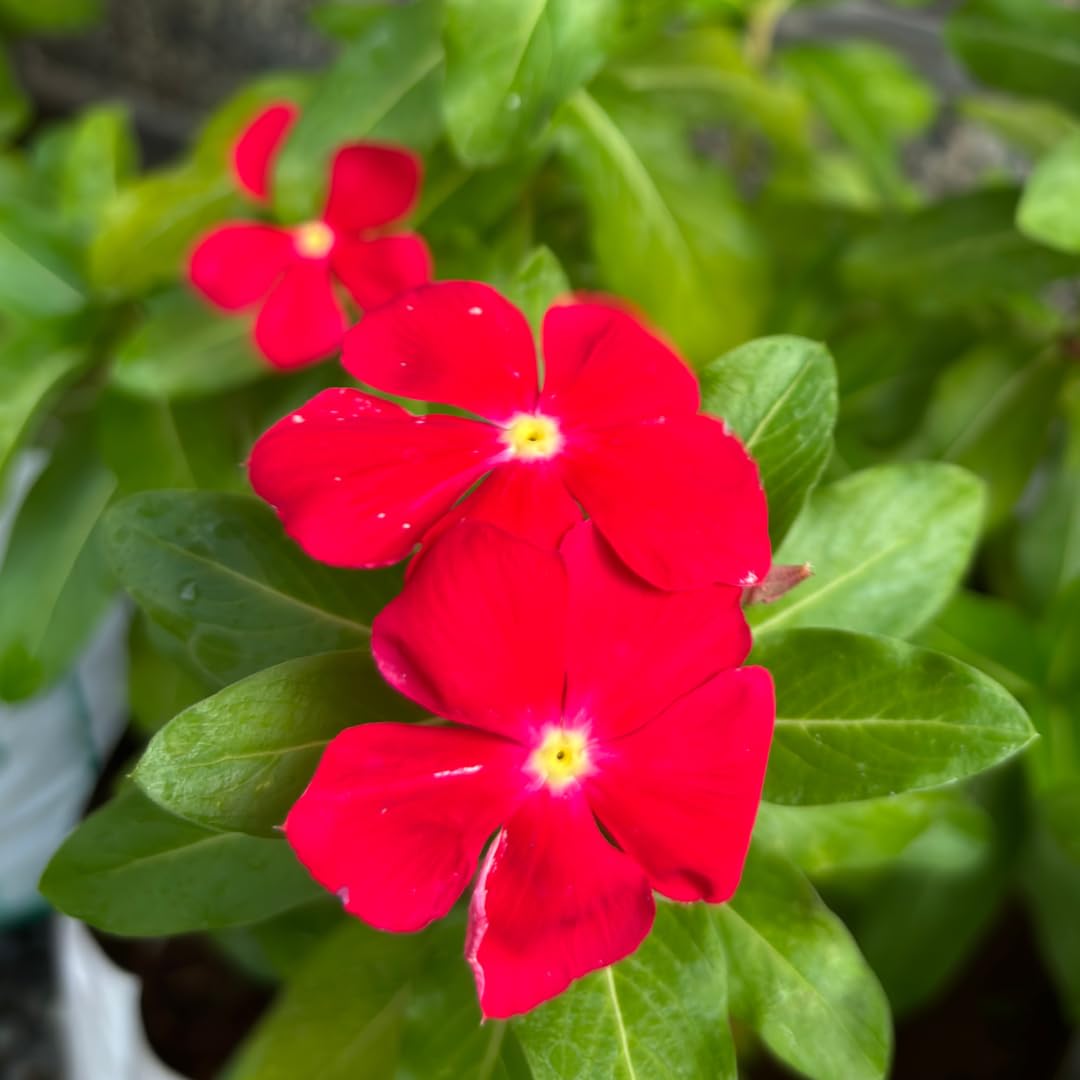 Periwinkle Vinca Røde Blomsterfrø til Plantning 100 stk