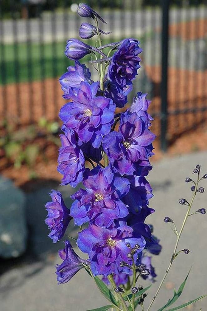 Organic Purple Matthiola Incana Seeds for Planting – Heirloom, Non-GMO, High Germination Flower Seeds