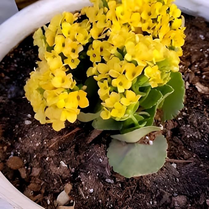 Organic Yellow Kalanchoe Flower Seeds for Planting – Heirloom, Non-GMO, High Germination