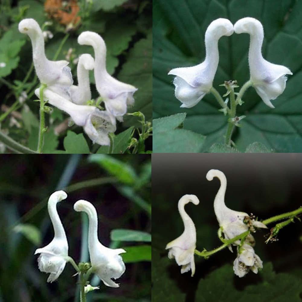 white swan flower seeds