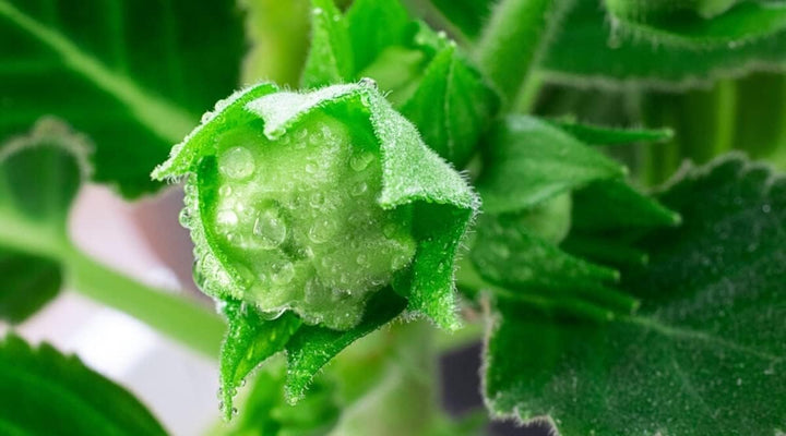 Flower Seeds, Seeds for Planting, Plant Seeds