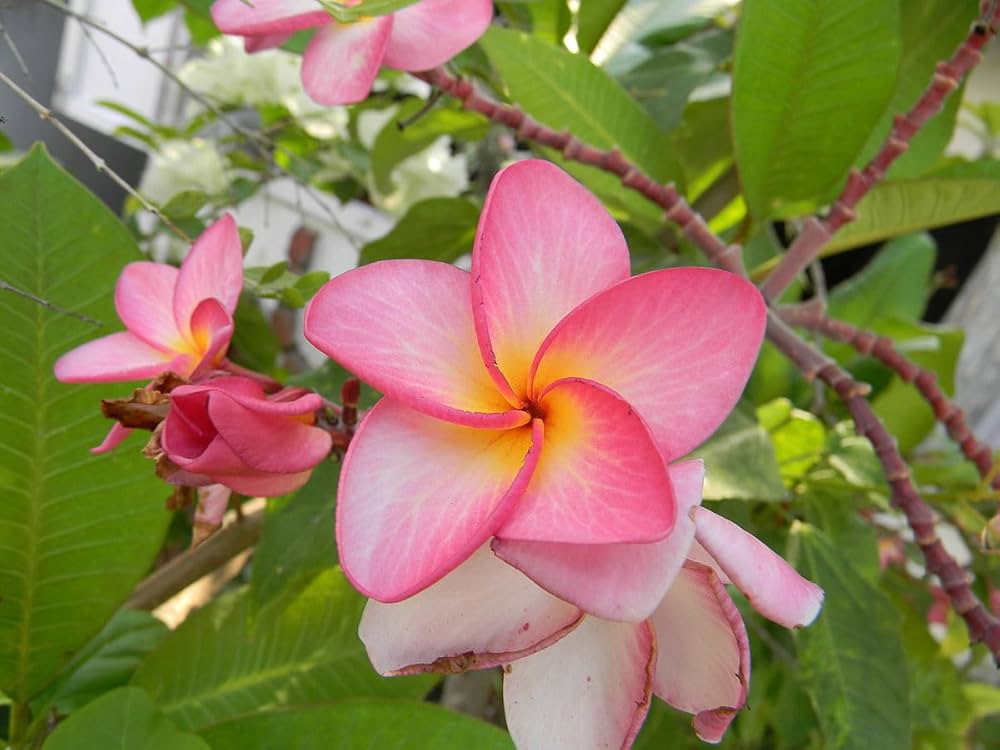 orange plumeria flower seeds
