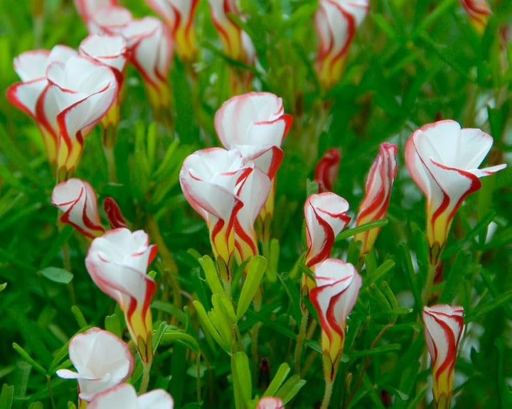 Oxalis White Red Flower Seeds for Planting 100 pcs