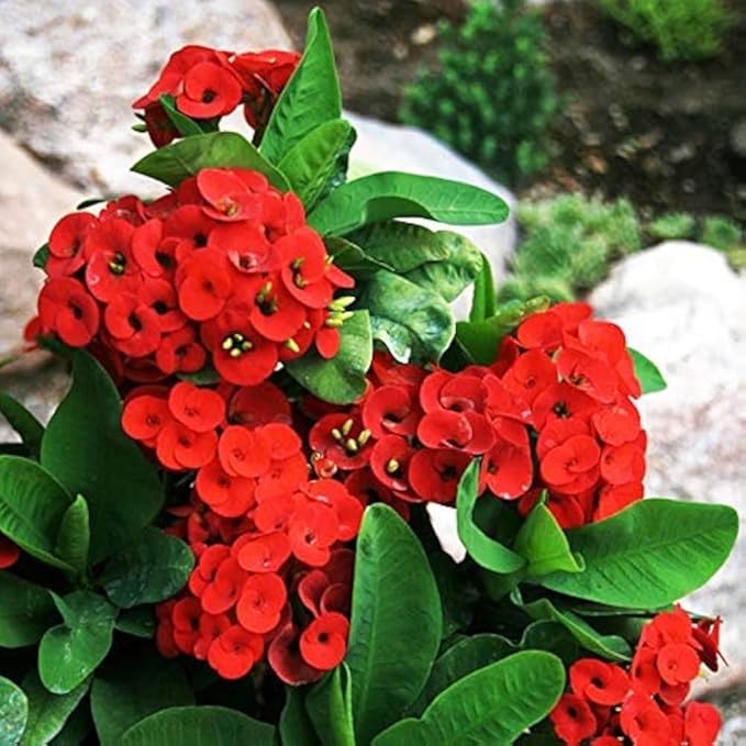 Heirloom Euphorbia Griffithii Flower Seeds for Planting, Non-GMO, Healthy and Vibrant Blooms