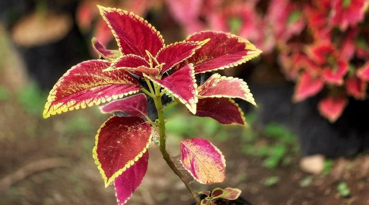 Flower Seeds, Seeds for Planting, Plant Seeds