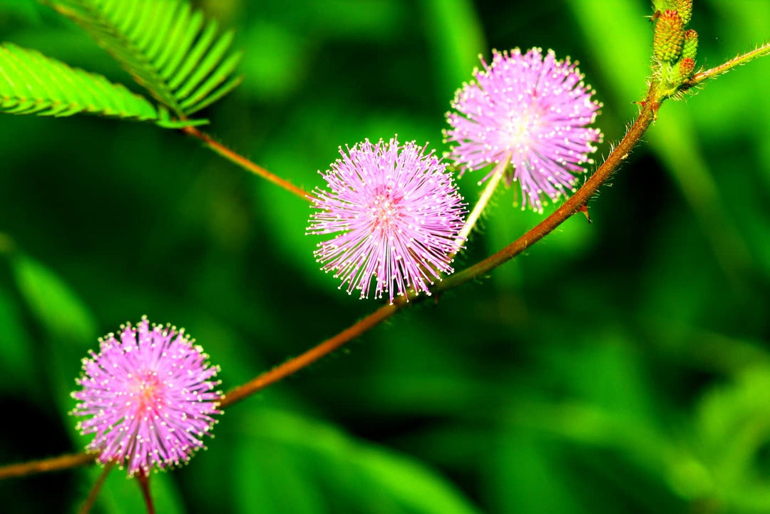 Heirloom Non-GMO Mimosa Pudica Flower Seeds for Planting – Sensitive Plant with Touch Response, High Germination