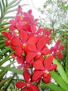 Flower Seeds, Seeds for Planting, Plant Seeds