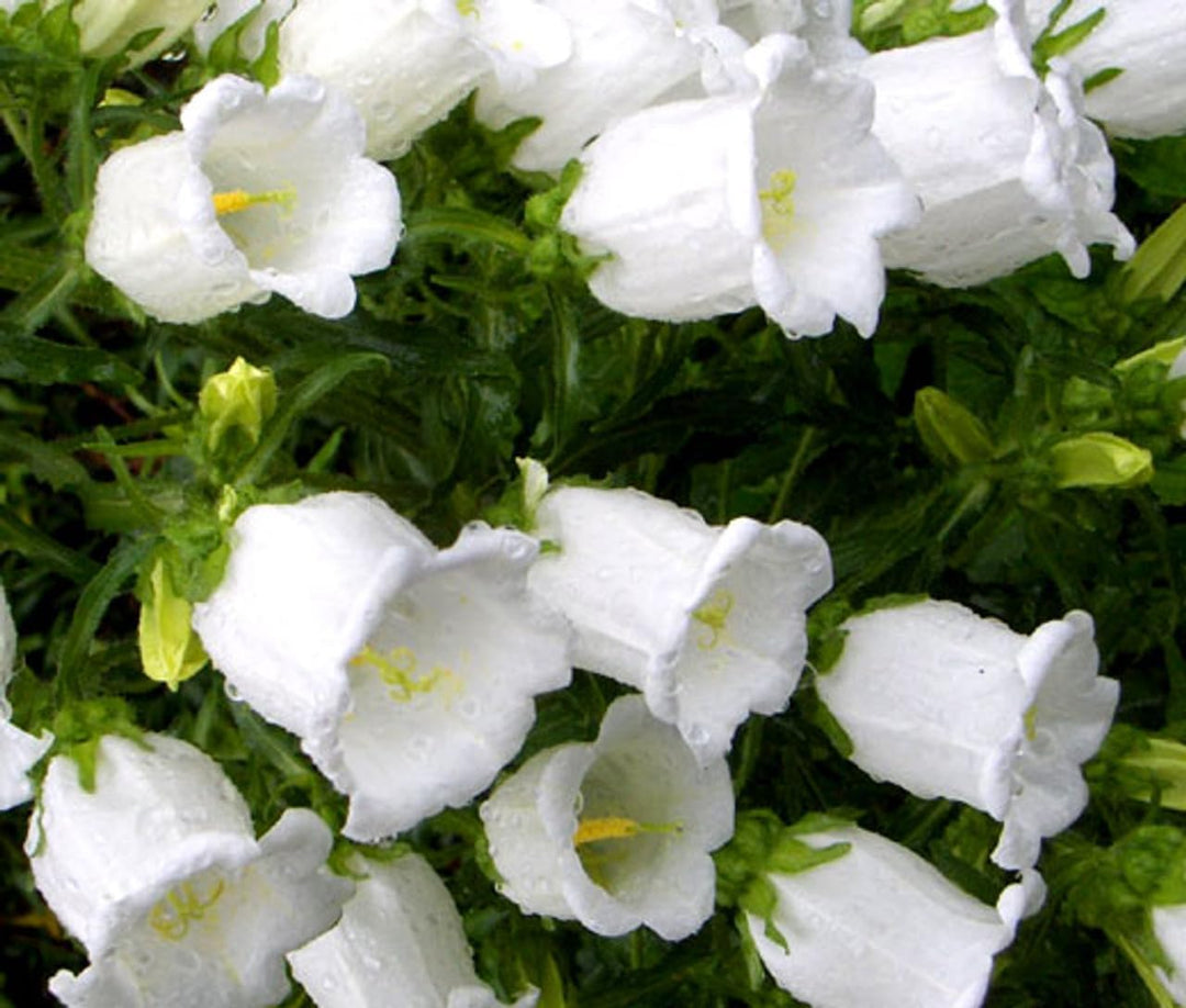 Flower Seeds, Seeds for Planting, Plant Seeds