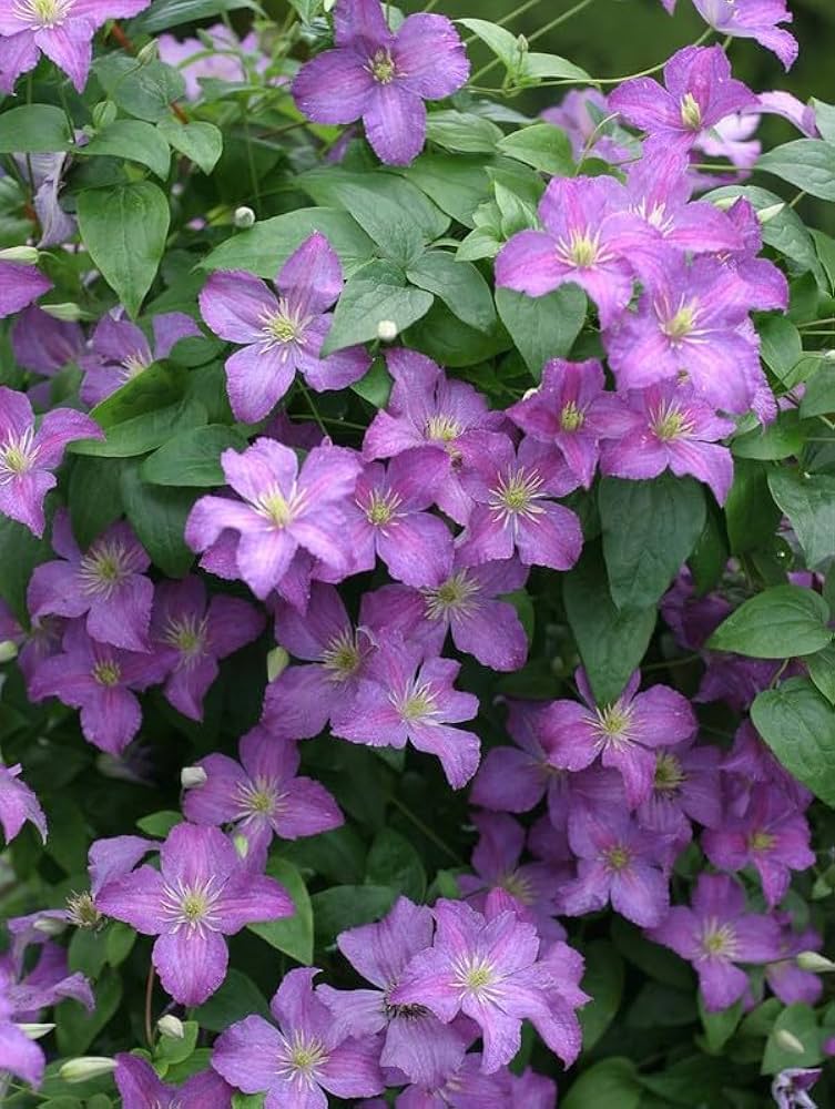 clematis clematis flower seeds