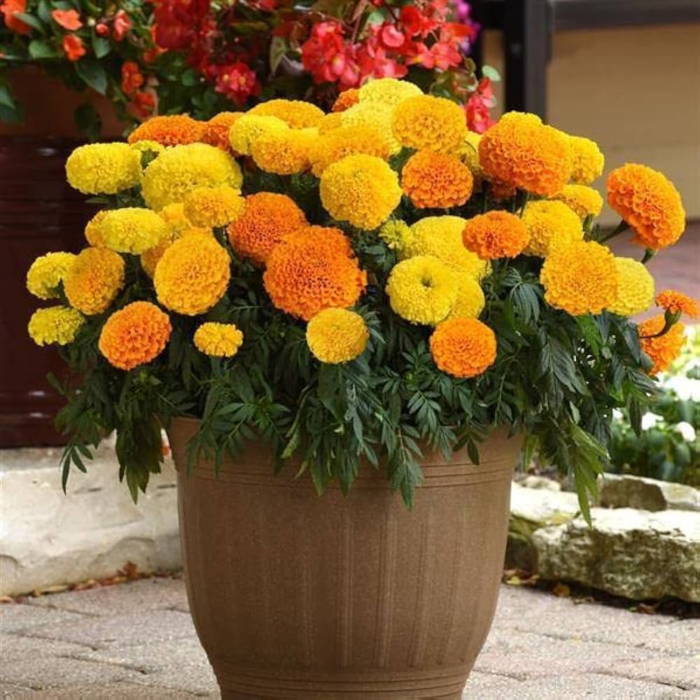 hohe chinesische flower seeds
