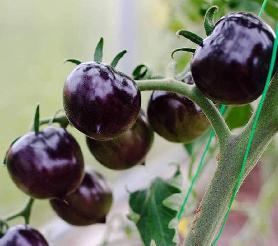 Purple Tomato Seeds for Planting - Unique Vegetable 100 pcs