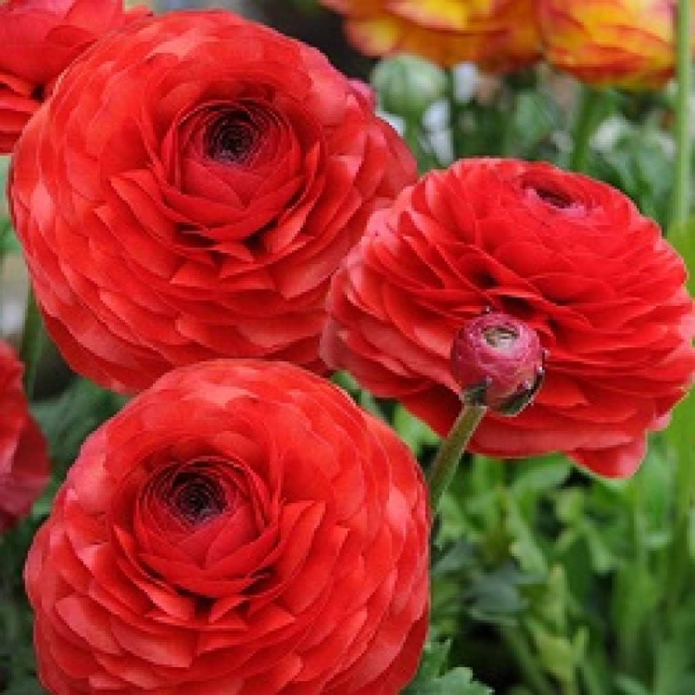 rouge ranunculus flower seeds