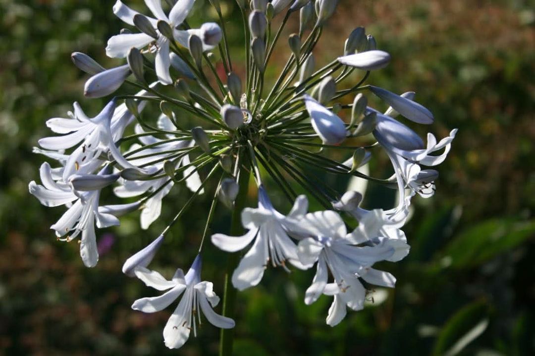 heirloom non flower seeds