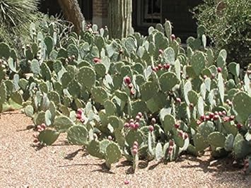 Green Opuntia Engelmannii Plant Seeds for Planting - Cactus and Prickly Pear Gardens, Heirloom Seeds