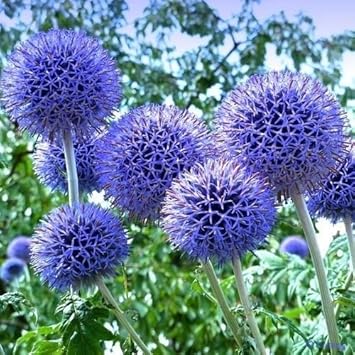 blue echinops flower seeds
