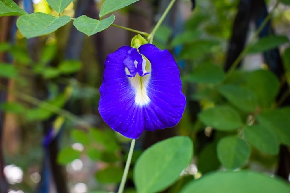 Heirloom Non-GMO Coral Pea Flower Seeds for Planting – Vibrant Climbing Blooming Seeds, High Germination