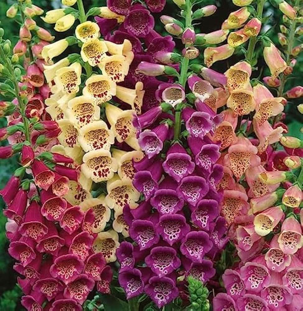 foxglove digitalis flower seeds
