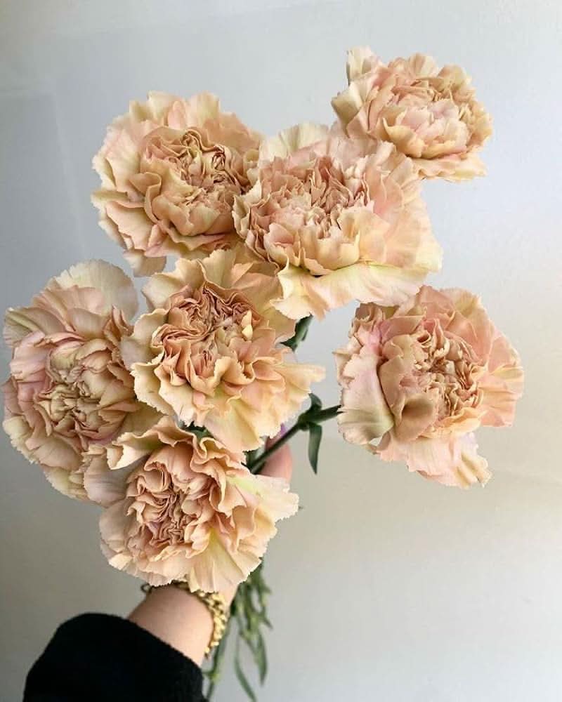 cream heirloom flower seeds