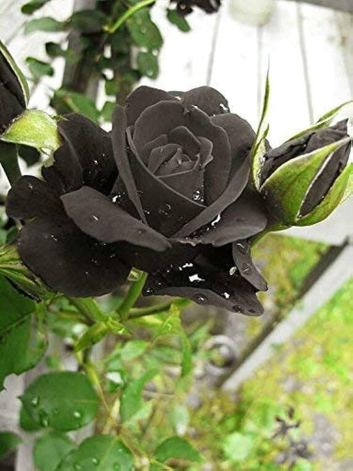 Black Blue Rose Flower Seeds for Planting 100 pcs