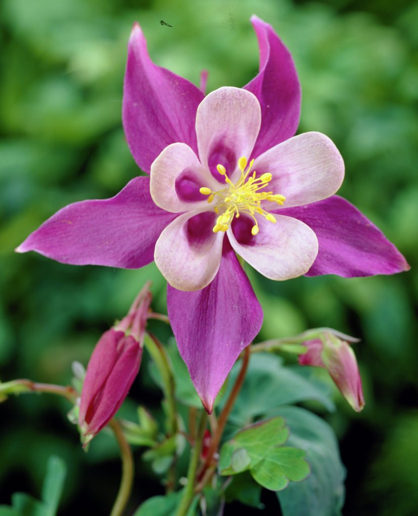 aquilegia flower flower seeds