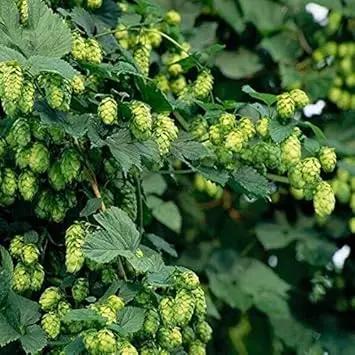 green humulus flower seeds