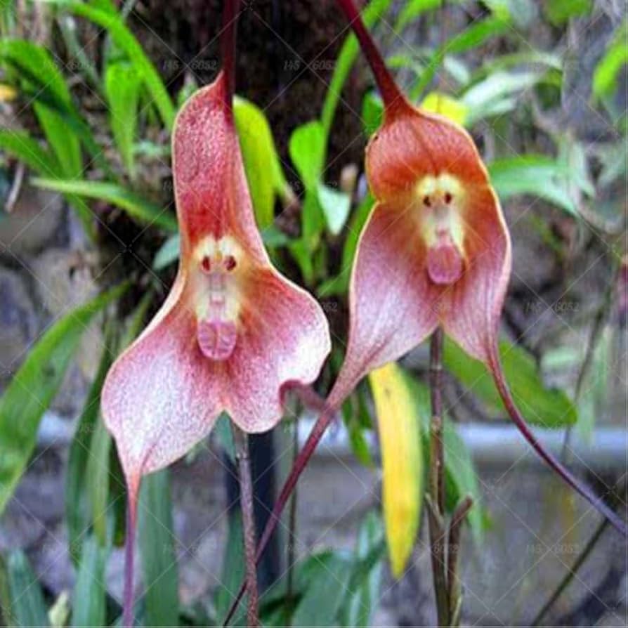 colored mixed flower seeds