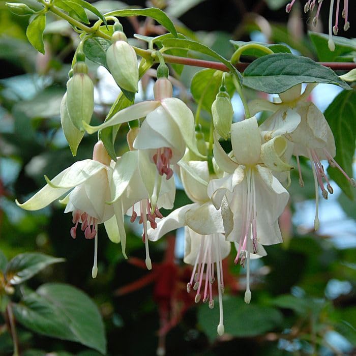 Cream Red Double Petals Fuchsia Seeds for Planting - 100 pcs