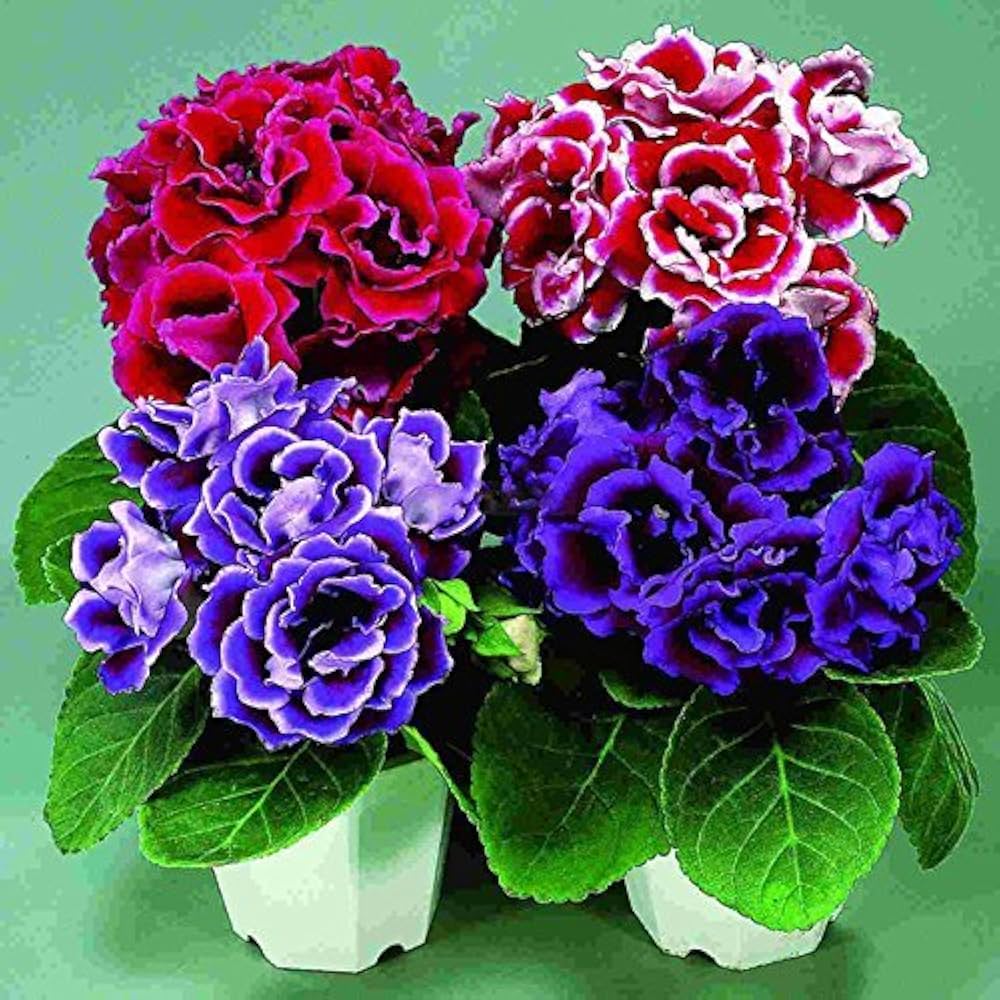 gloxinia sinningia flower seeds