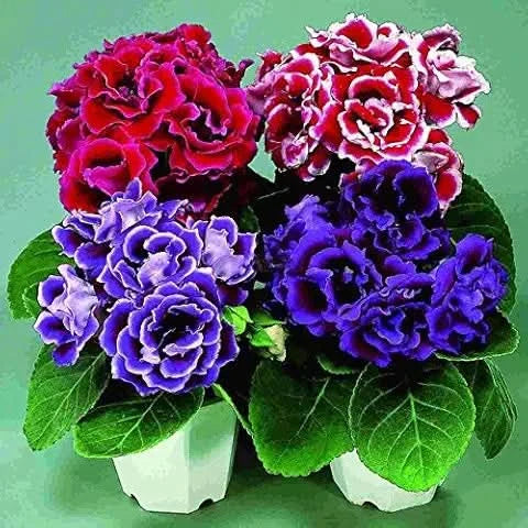 gloxinia flower flower seeds