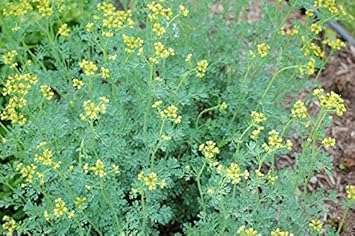 Herb Seeds, Seeds for Planting, Plant Seeds