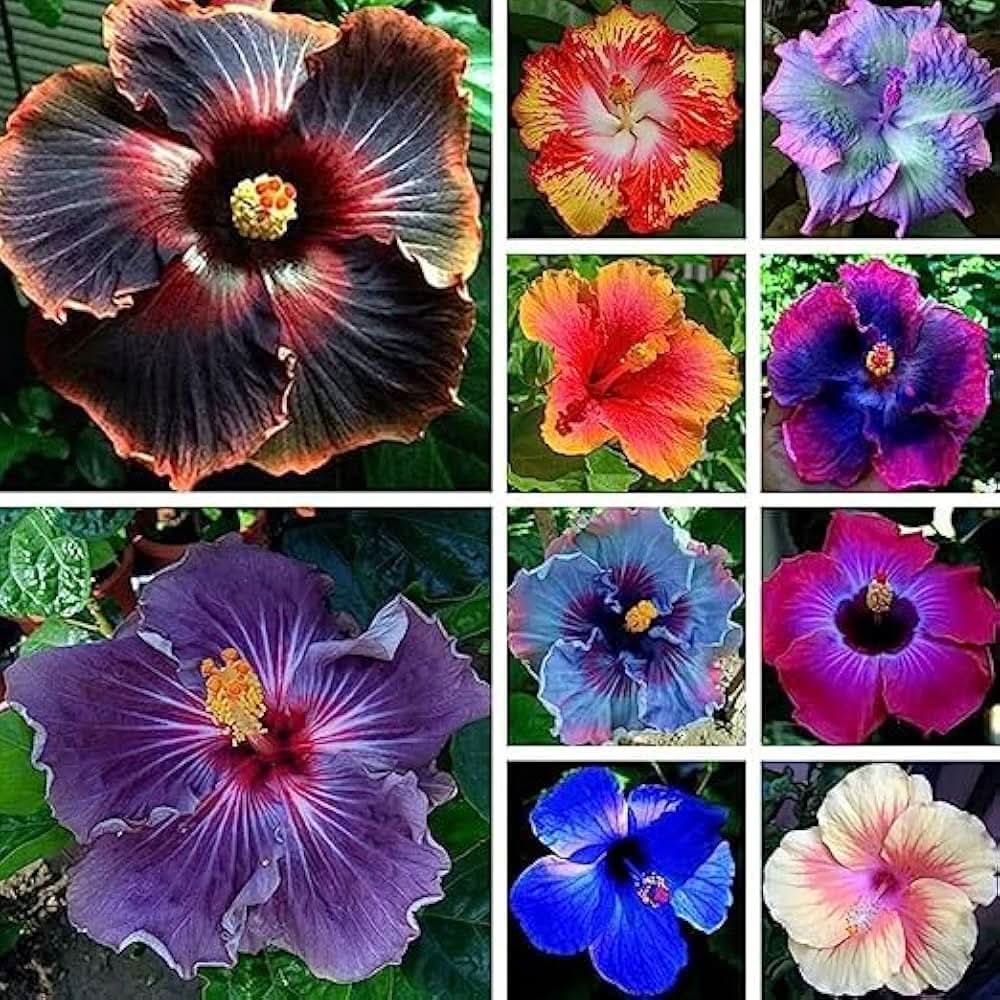 mini hibiscus flower seeds