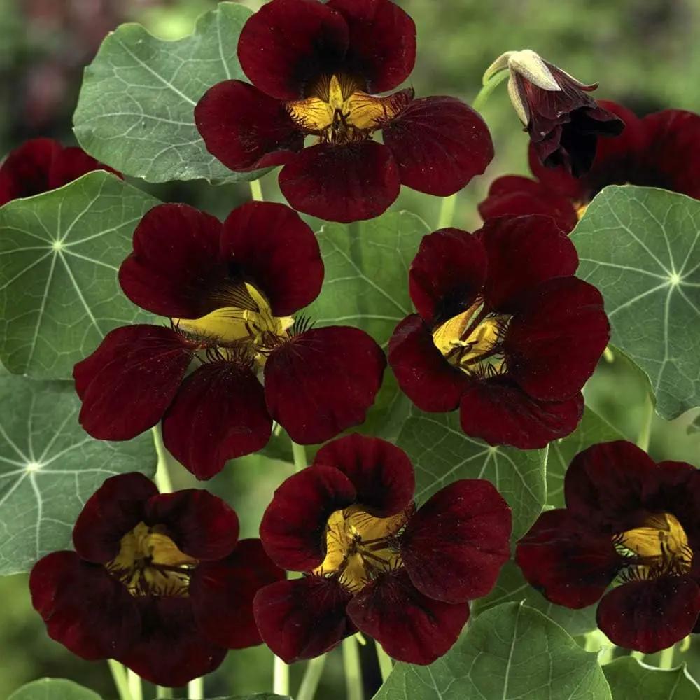 burgundy nasturtium flower seeds
