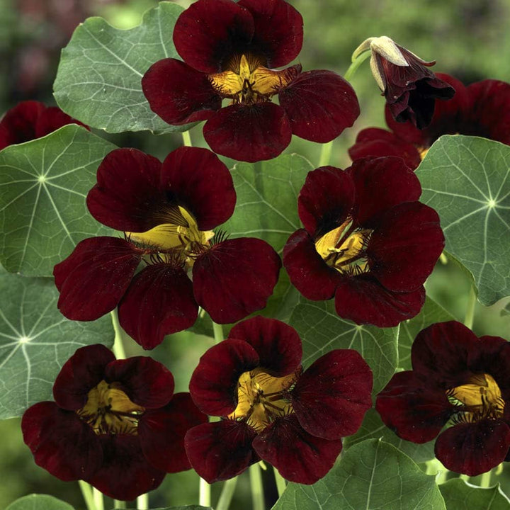 Flower Seeds, Seeds for Planting, Plant Seeds