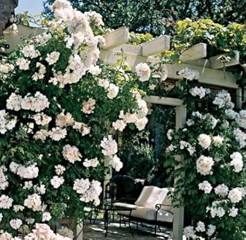 Flower Seeds, Seeds for Planting, Plant Seeds
