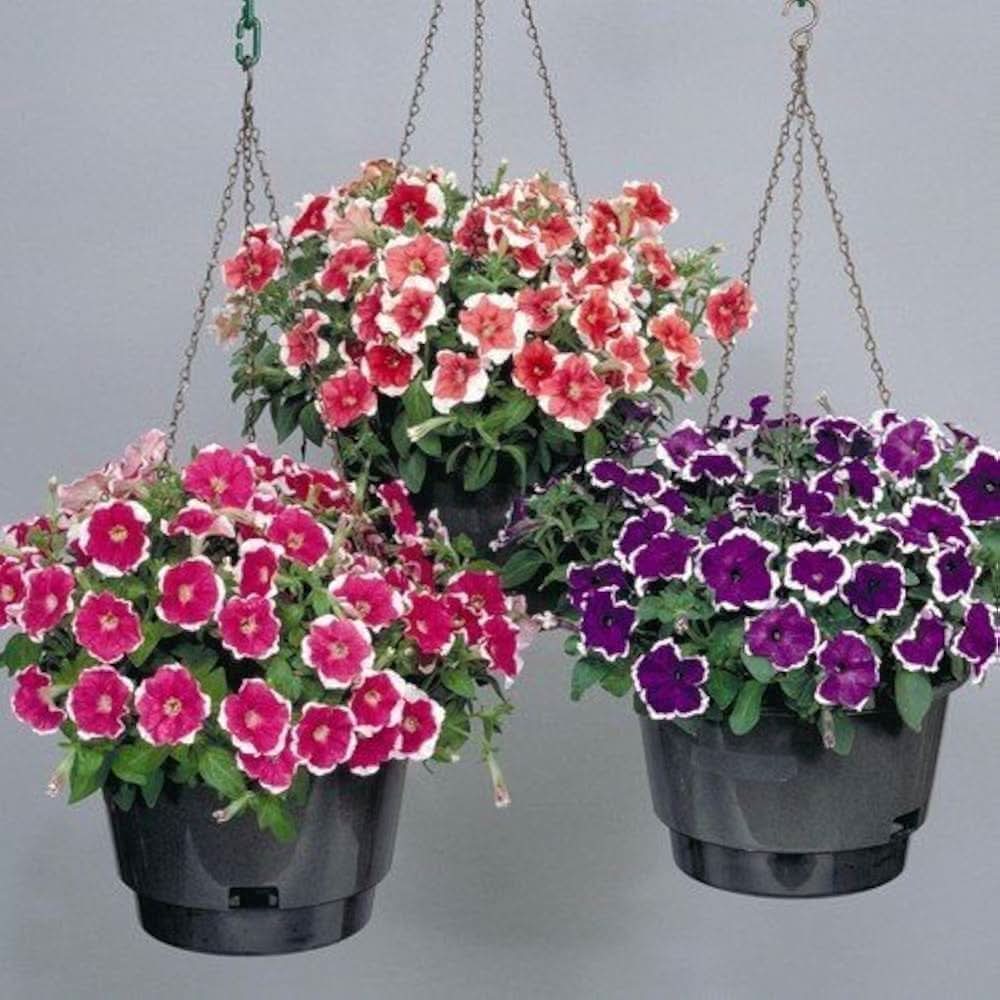 double petal flower seeds