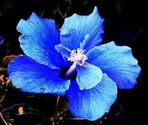 blue giant flower seeds