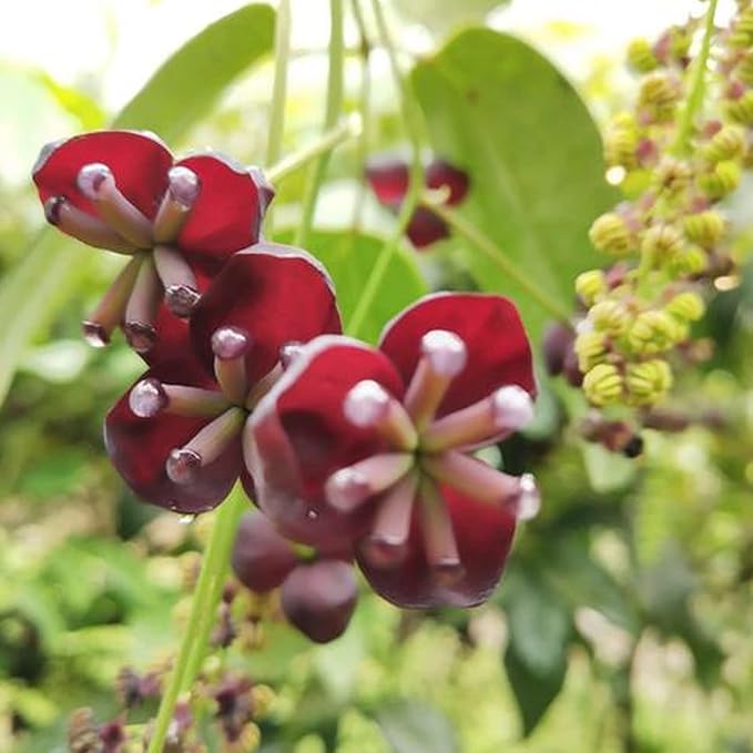 Organic Heirloom Non-GMO Red Akebia Seeds for Planting – Climbing Vine Flowers