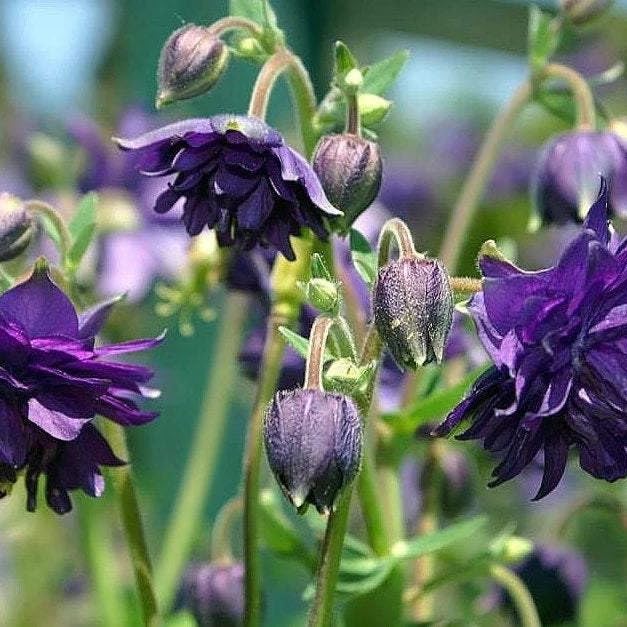 purple dark flower seeds