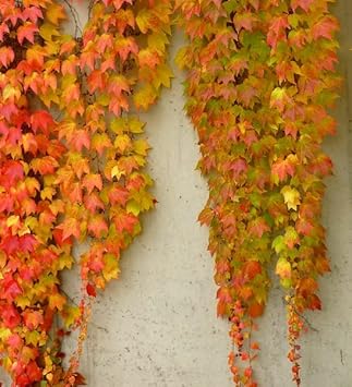 yellow red flower seeds